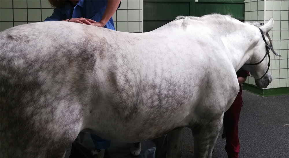 diplomado rehabilitación en caballos de deporte