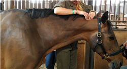 curso online rehabilitación en caballos de deporte
