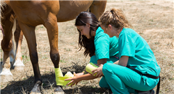 curso rehabilitación en caballos de deporte