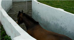 diplomado online rehabilitación en caballos de deporte
