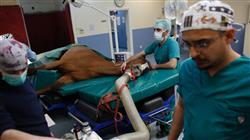 magister anestesia y cirugía equina
