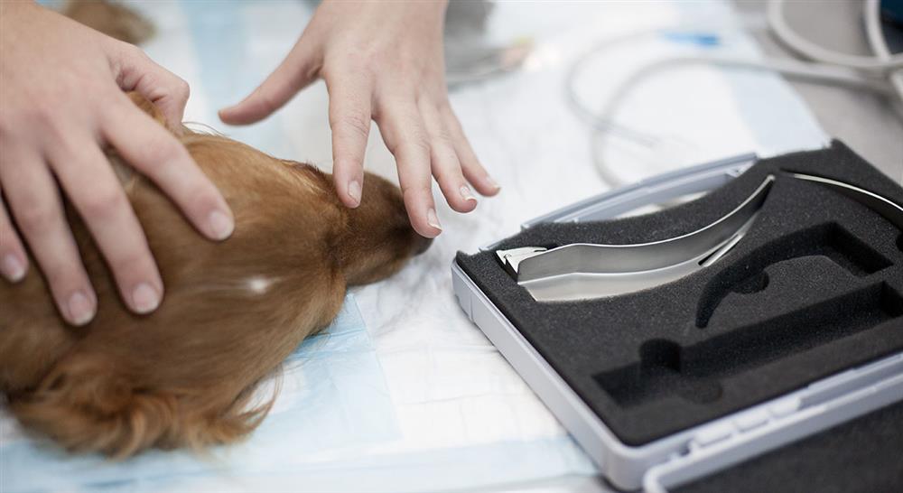 master cardiología veterinaria