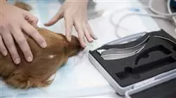##IMAGE##