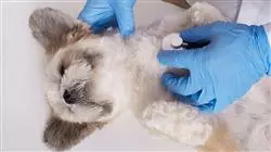 ##IMAGE##