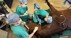 grand master anestesia y cirugía ortopédica en especies mayores