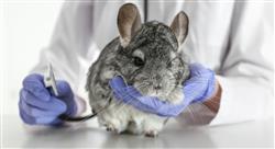 curso cardiologia veterinaria