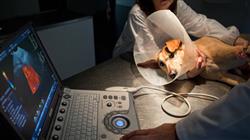 maestria cardiologia veterinaria pequenos