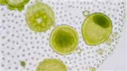 ##IMAGE##