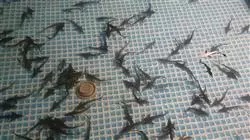 ##IMAGE##