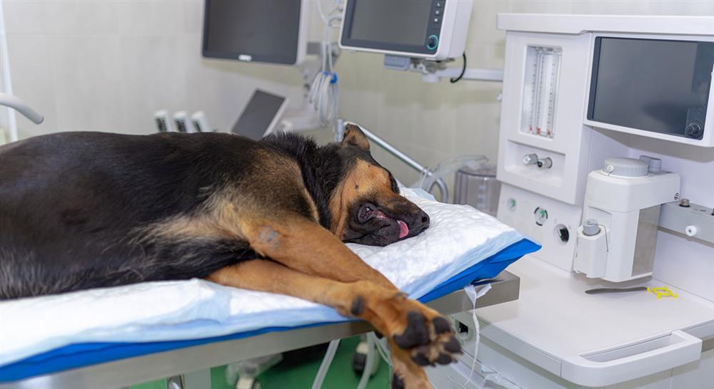 especializacion online cardiología clínica veterinaria en pequeños animales anatomía fisiología fisiopatología farmacología y anamnesis y exploración