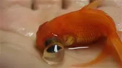 ##IMAGE##