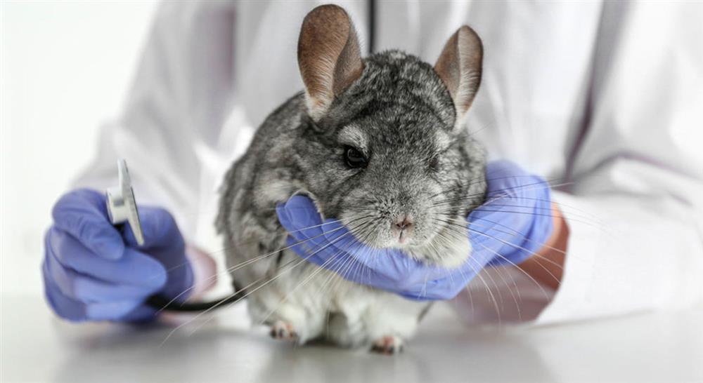 especializacion online pruebas complementarias en cardiología clínica de pequeños animales