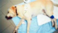 foto perro diplome universite tests complementaires cardiologie clinique petits animaux