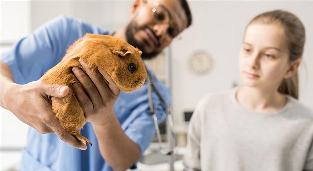 curso electrocardiografía en pequeños animales