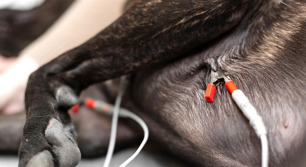 curso online electrocardiografía en pequeños animales