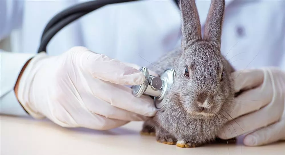 diplomado online ecocardiografía en pequeños animales