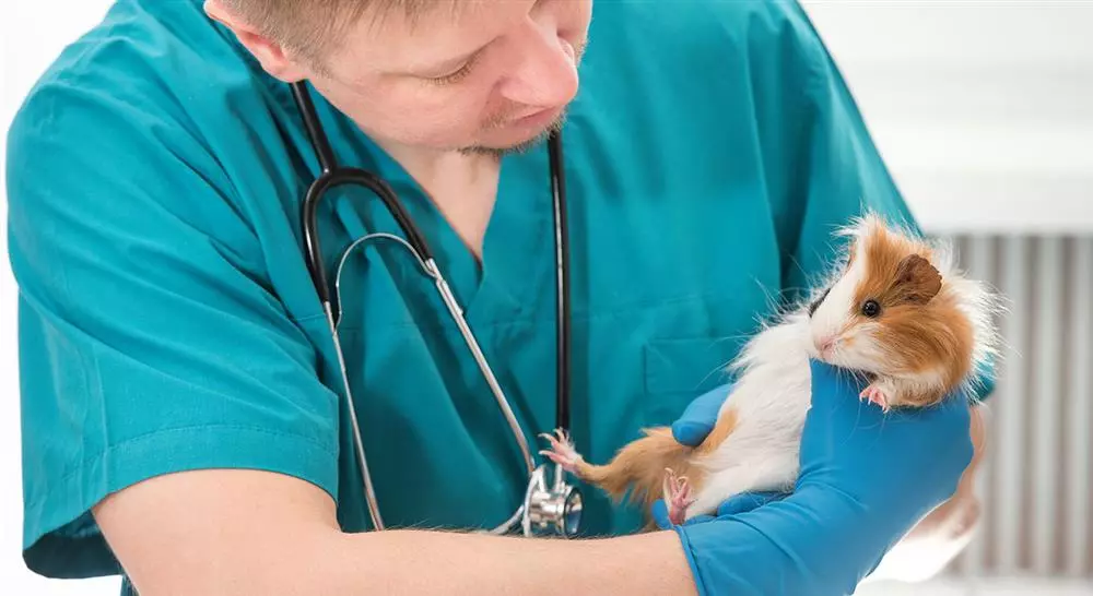 formacion ecocardiografía en pequeños animales