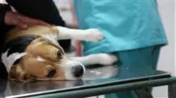 ##IMAGE##