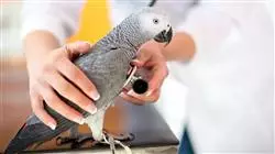 ##IMAGE##