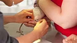 ##IMAGE##