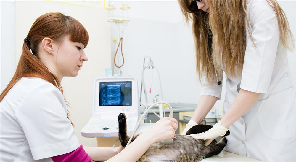 especializacion dirección de centros veterinarios