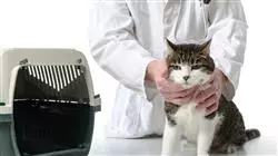 ##IMAGE##