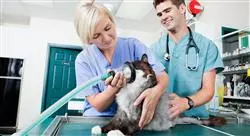 especialización dirección de centros veterinarios