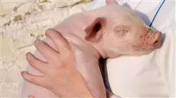 ##IMAGE##