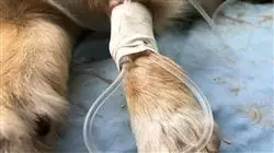 ##IMAGE##