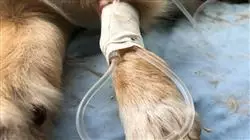 ##IMAGE##