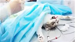 ##IMAGE##