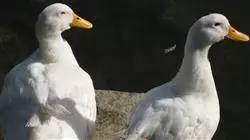 ##IMAGE##