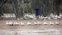 ##IMAGE##