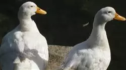 ##IMAGE##