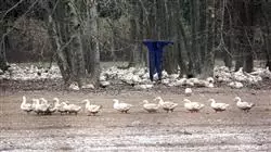 ##IMAGE##