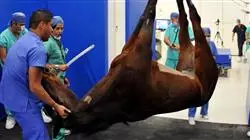 ##IMAGE##