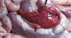 curso enfermedades digestivas en especies mayores