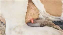 ##IMAGE##