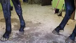 ##IMAGE##