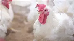 ##IMAGE##