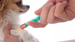 ##IMAGE##