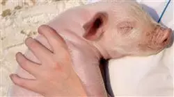 ##IMAGE##
