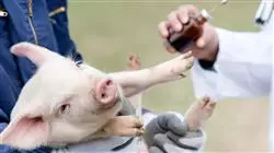 ##IMAGE##