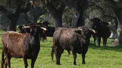 estudiar explotacion vacuno carne lidia