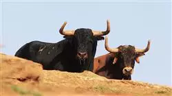 ##IMAGE##