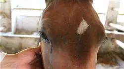 ##IMAGE##