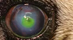 ##IMAGE##