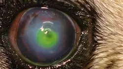 ##IMAGE##