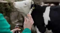 ##IMAGE##