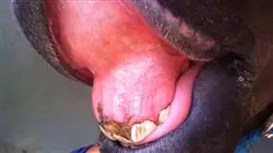 ##IMAGE##